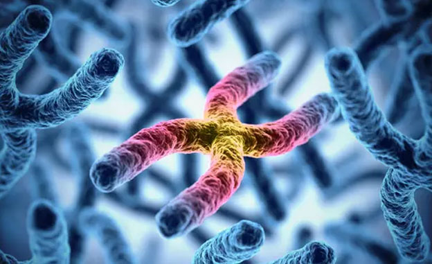 caryotype